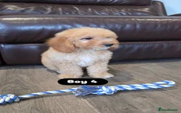 Cockapoo dogs for sale: Adorable Cockapoo pups 🦴🐾 - Image 24