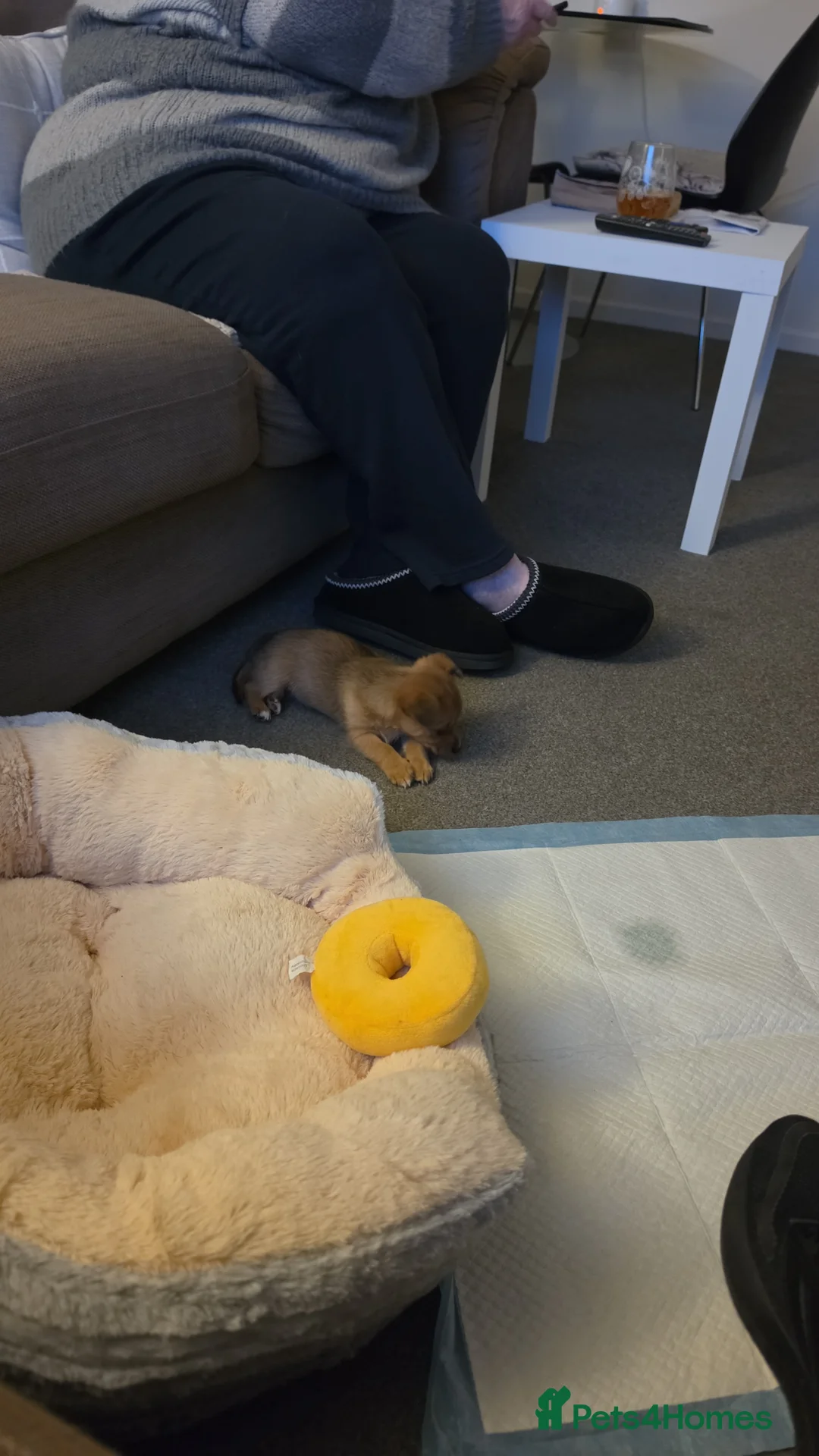 Chorkie dogs for sale: 9 week chorkie in Colchester - Advert 2