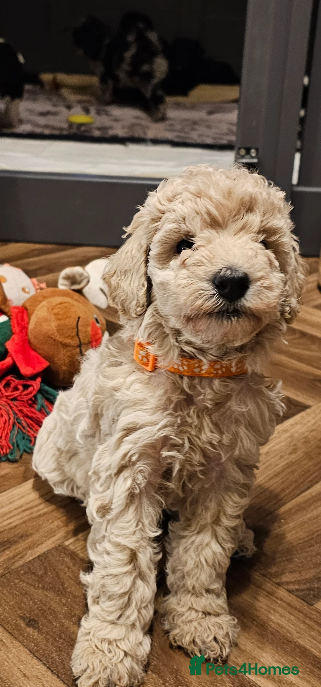 Miniature Poodle dogs for sale: stunning Miniature poodle puppies - Advert 15