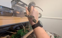 Python Snake reptiles for sale: Coastal Carpet Python  - Image 2