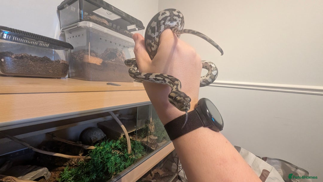 Python Snake reptiles for sale: Coastal Carpet Python  - Image 2