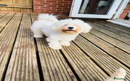 Maltese dogs for sale: Gorgeous Maletese needs rehoming.  - Image 4