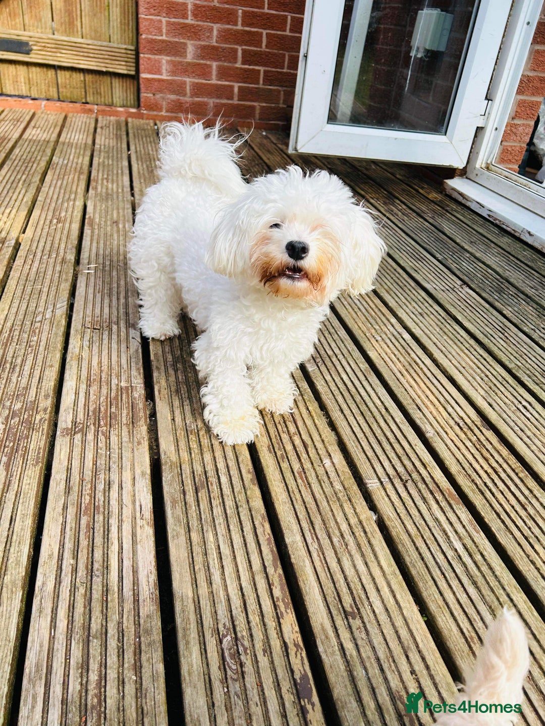 Maltese dogs for sale: Gorgeous Maletese needs rehoming.  - Image 4