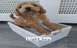 Cockapoo dogs for sale: 3 beautiful cockapoo boys - Image 5