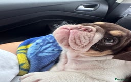 English Bulldog dogs for sale: English bulldog puppies  - Image 2