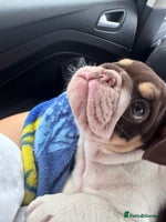 English Bulldog dogs - Advert 4