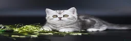 Scottish Fold cats for sale: LICENSED CATTERY PURE BREED TOP QUALITY KITTENS - Advert 27