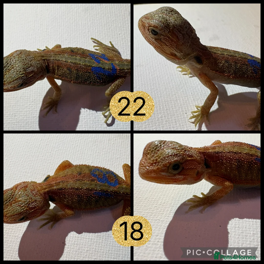 Bearded Dragon reptiles for sale: 10 Beautiful baby bearded dragons  - Advert 5