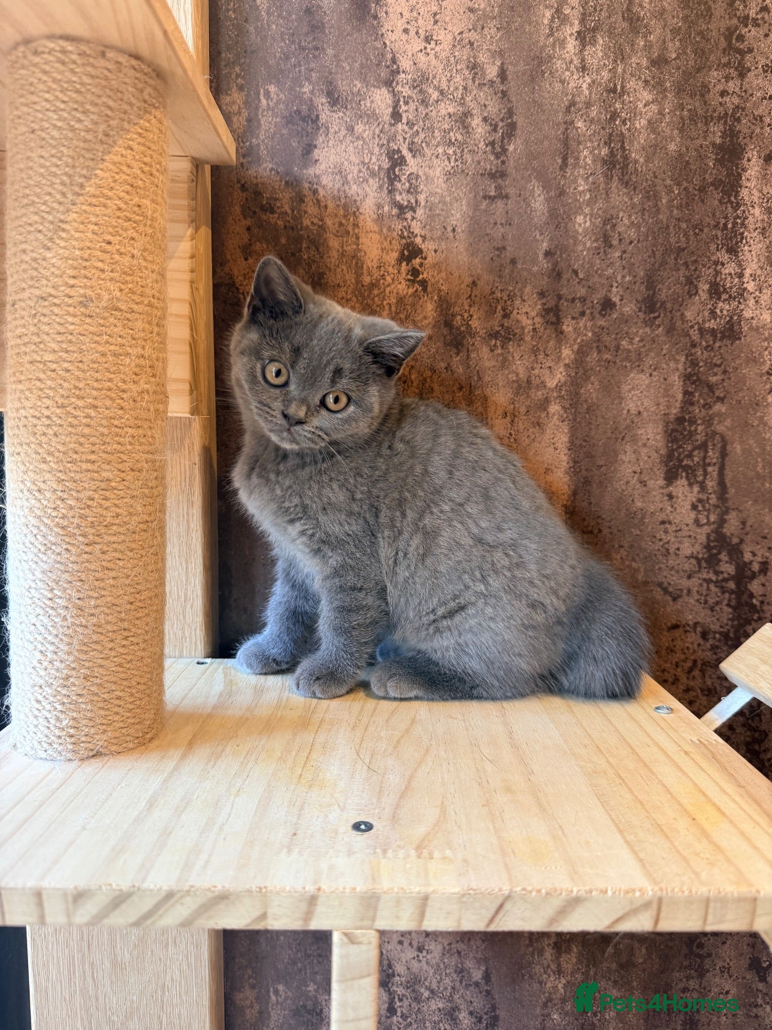 British Shorthair cats 3 British shorthair kittens - Advert 1