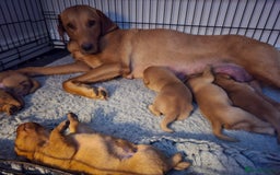Labrador Retriever dogs for sale: Very well bred Working Style dark Fox Red Puppies - Image 2