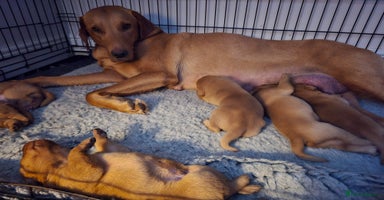 Labrador Retriever dogs - Advert 1