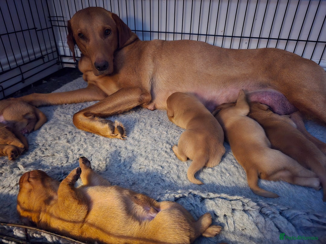 Labrador Retriever dogs for sale: Very well bred Working Style dark Fox Red Puppies - Image 2