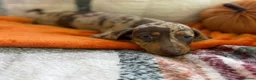 Dachshund dogs for sale: 5 beautiful dachshund girls  - Advert 25