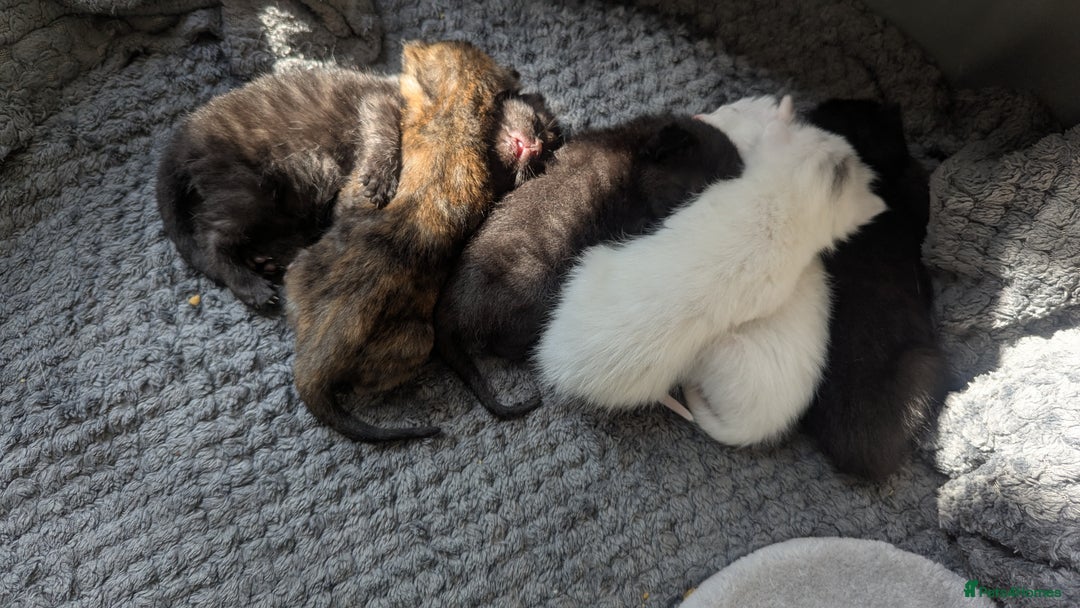 Mixed Breed cats for sale: Mixed coloured beautiful kittens 3 girls 3 boys  - Image 3