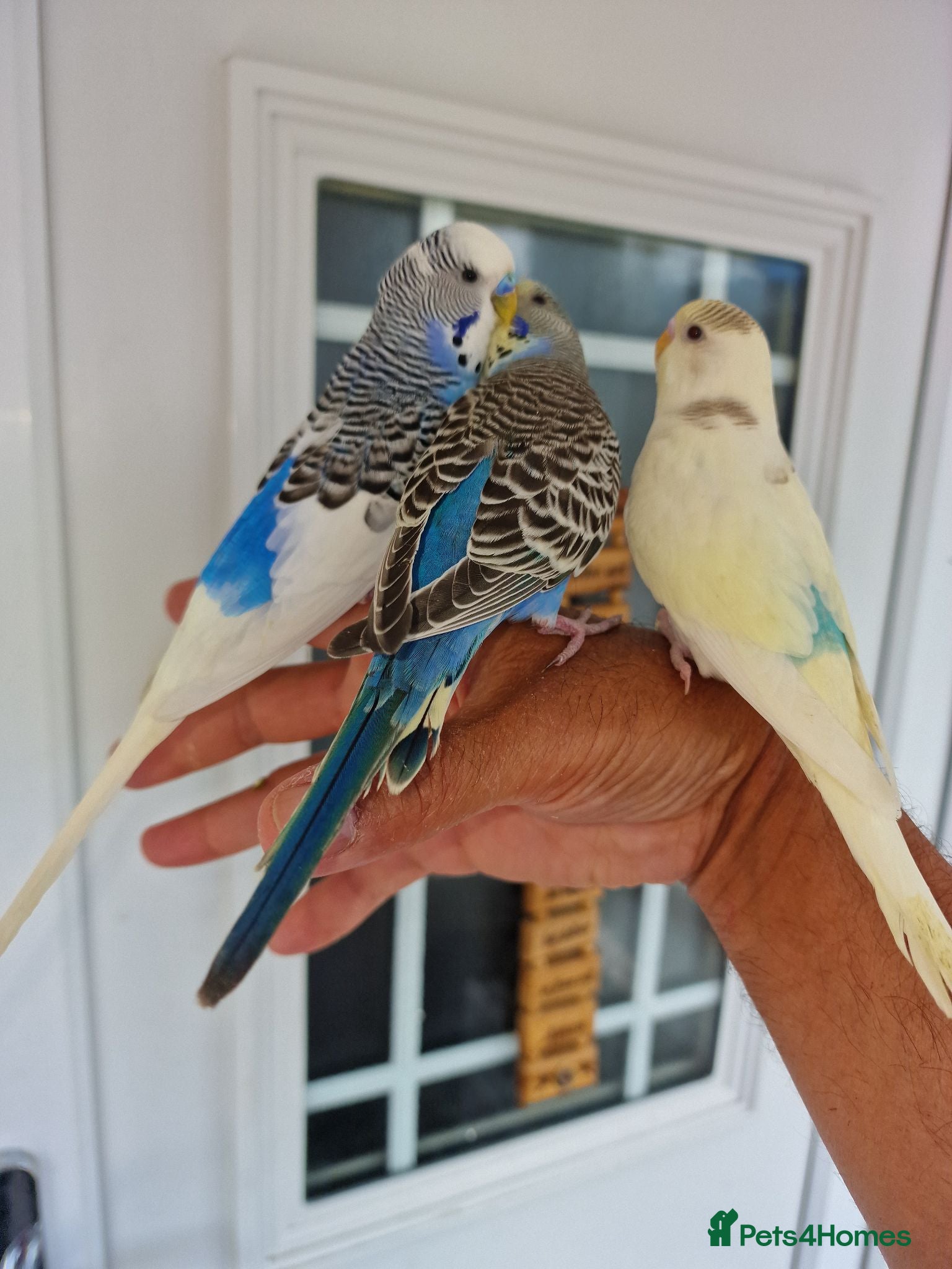 Budgerigars birds Super silly hand tamed baby budgies  - Advert 17