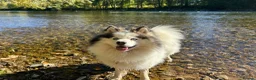Mixed Breed dogs for stud: Handsome & Proven F3 Pomsky for Stud - Moon  - Advert 18