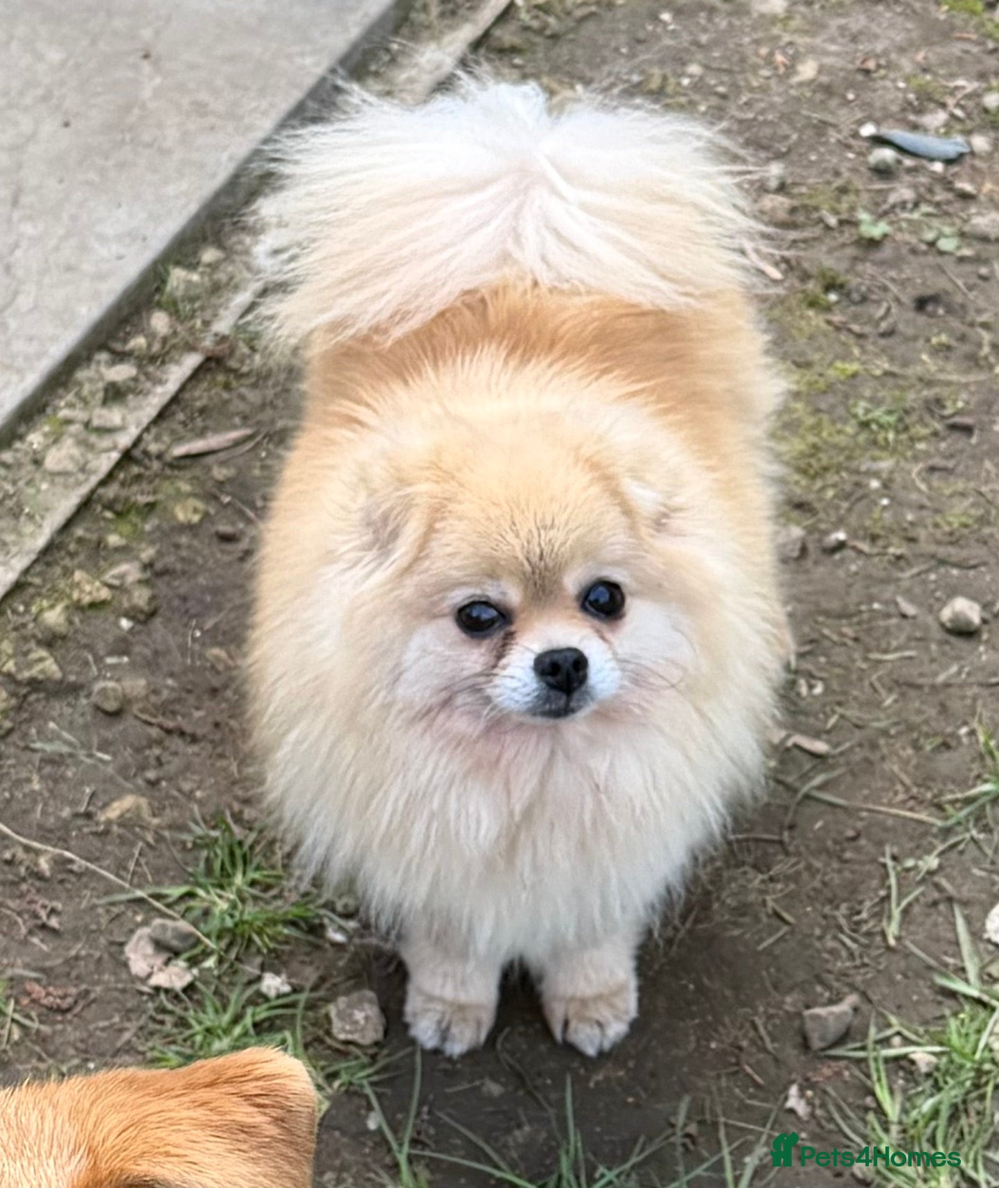 Pomeranian dogs 🐾 SILVIA – Female Miniature Pomeranian 🐾 - Advert 1