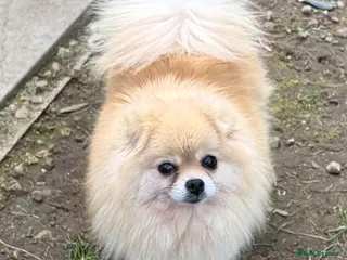Pomeranian dogs 🐾 SILVIA – Female Miniature Pomeranian 🐾 - Advert 5