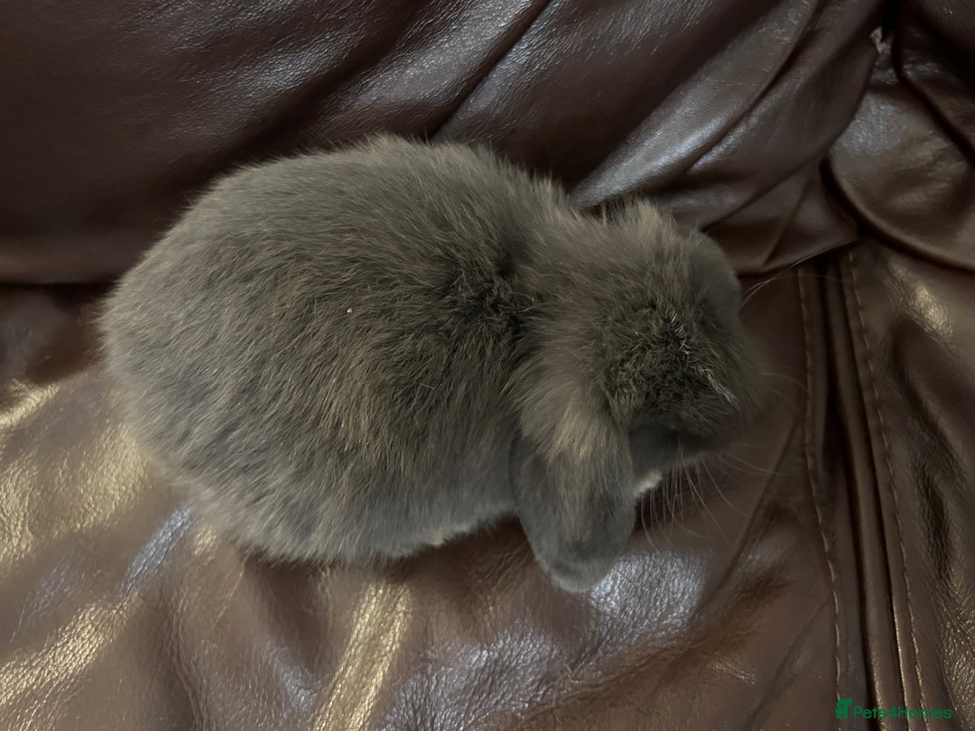 Mini Lop rabbits for sale: Lovely baby minilops for sale  - Image 8