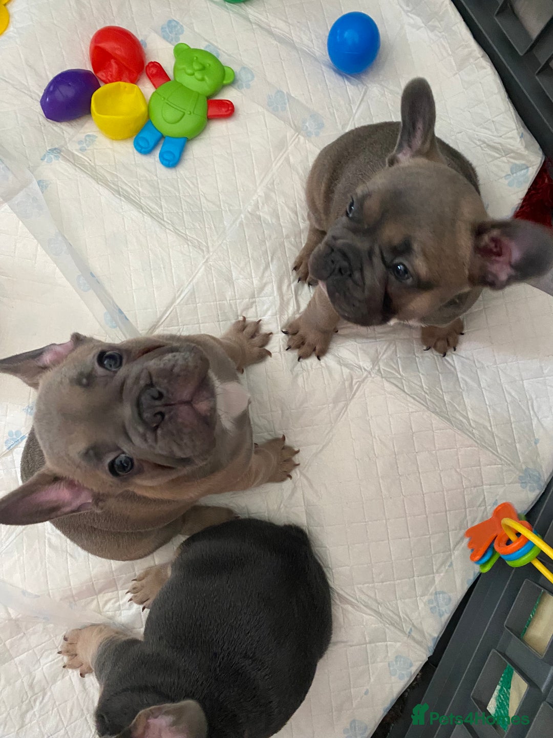 French Bulldog dogs for sale: Beautiful French Bulldogs Puppies for Sale  - Image 22