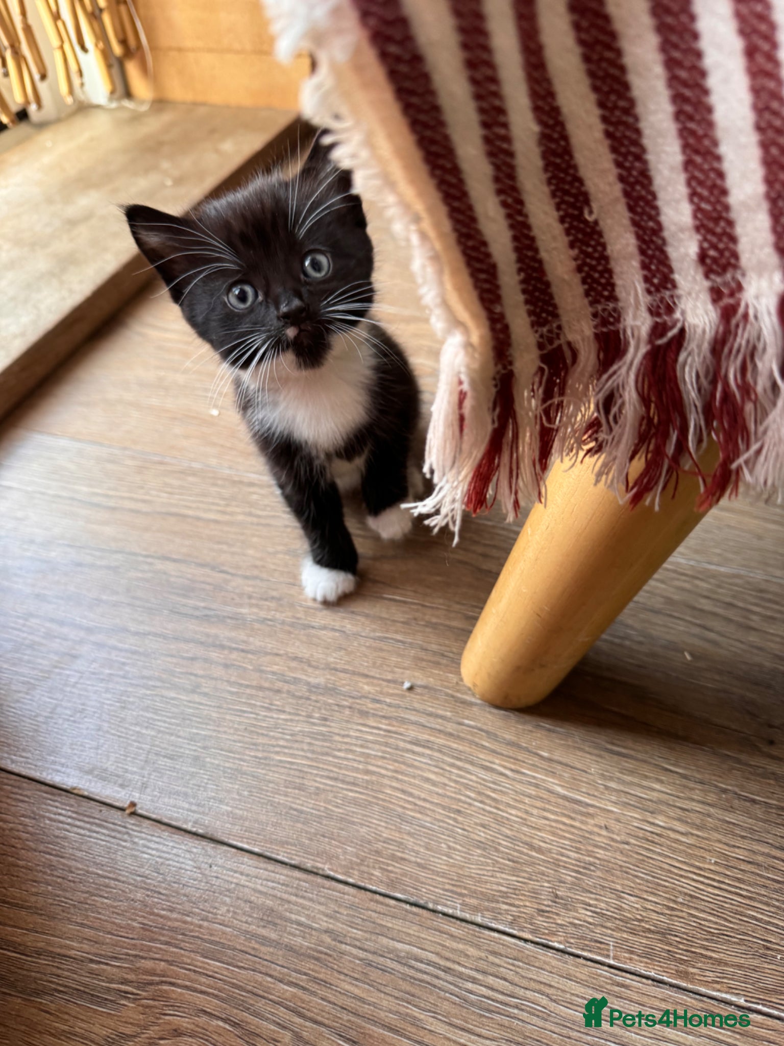 Mixed Breed cats Tuxedo Kittens looking for a loving home  - Advert 11