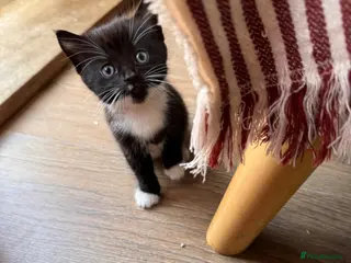 Mixed Breed cats Tuxedo Kittens looking for a loving home - Advert 11