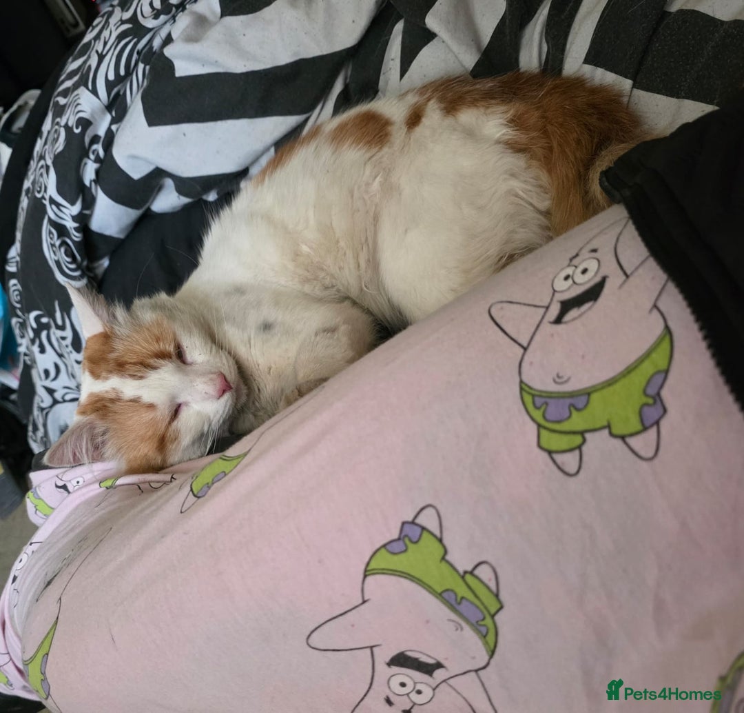 British Shorthair cats for sale: Bert is male 2 year old  - Image 2