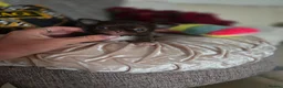 Chihuahua dogs for sale: Xx quality chocolate longcoat chihuahua puppies Xx - Advert 8
