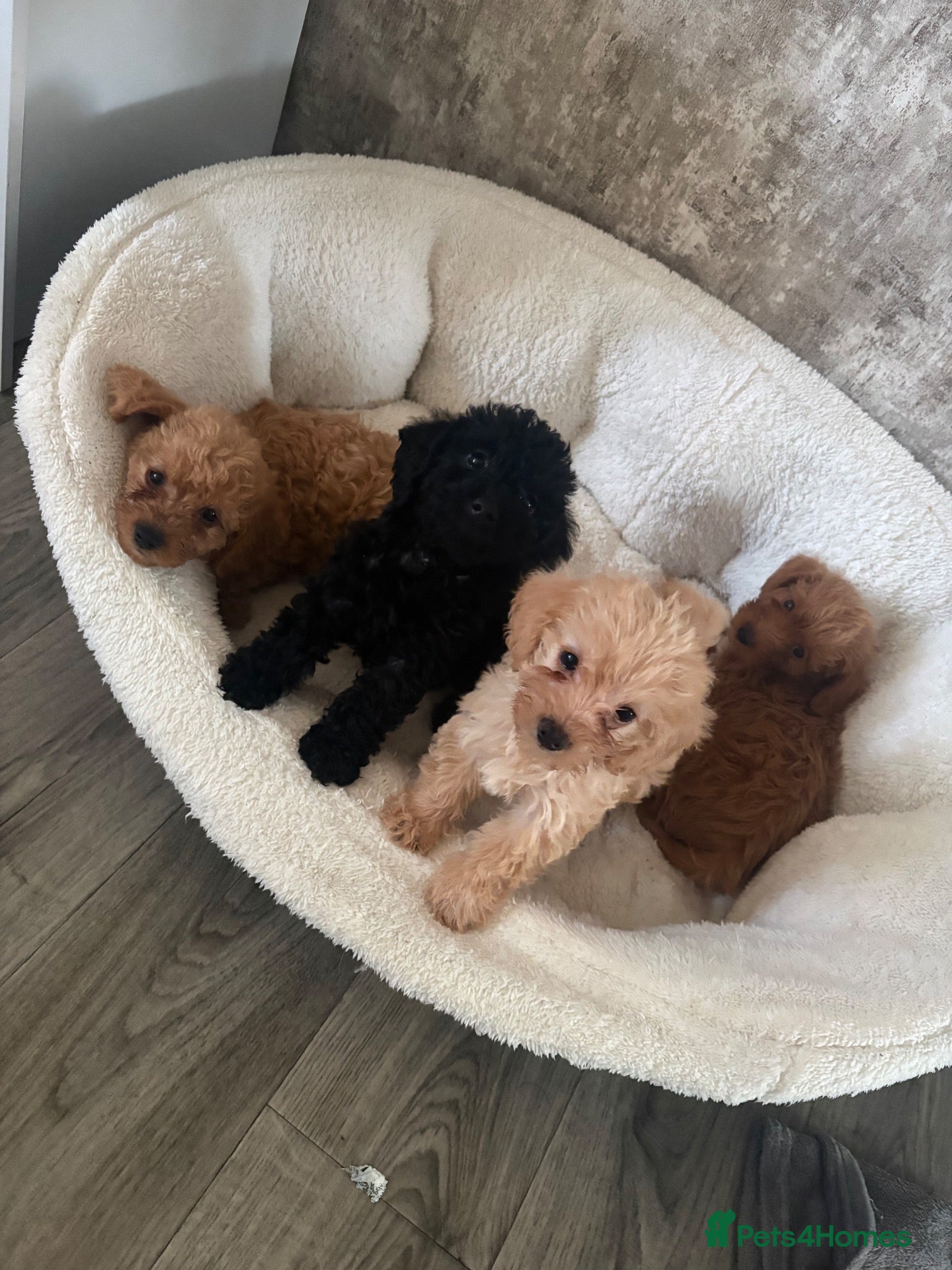 Doxiepoo dogs Doxiepoo puppies  - Advert 1