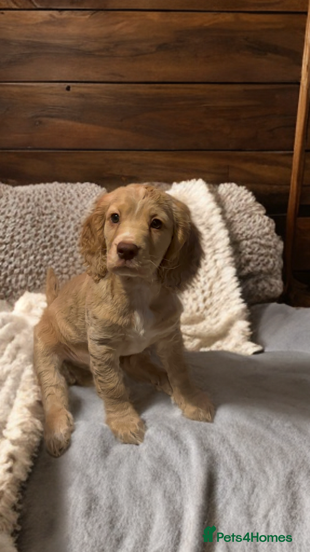 Cocker Spaniel dogs for sale: Working Cocker Spaniel Puppies - Advert 13