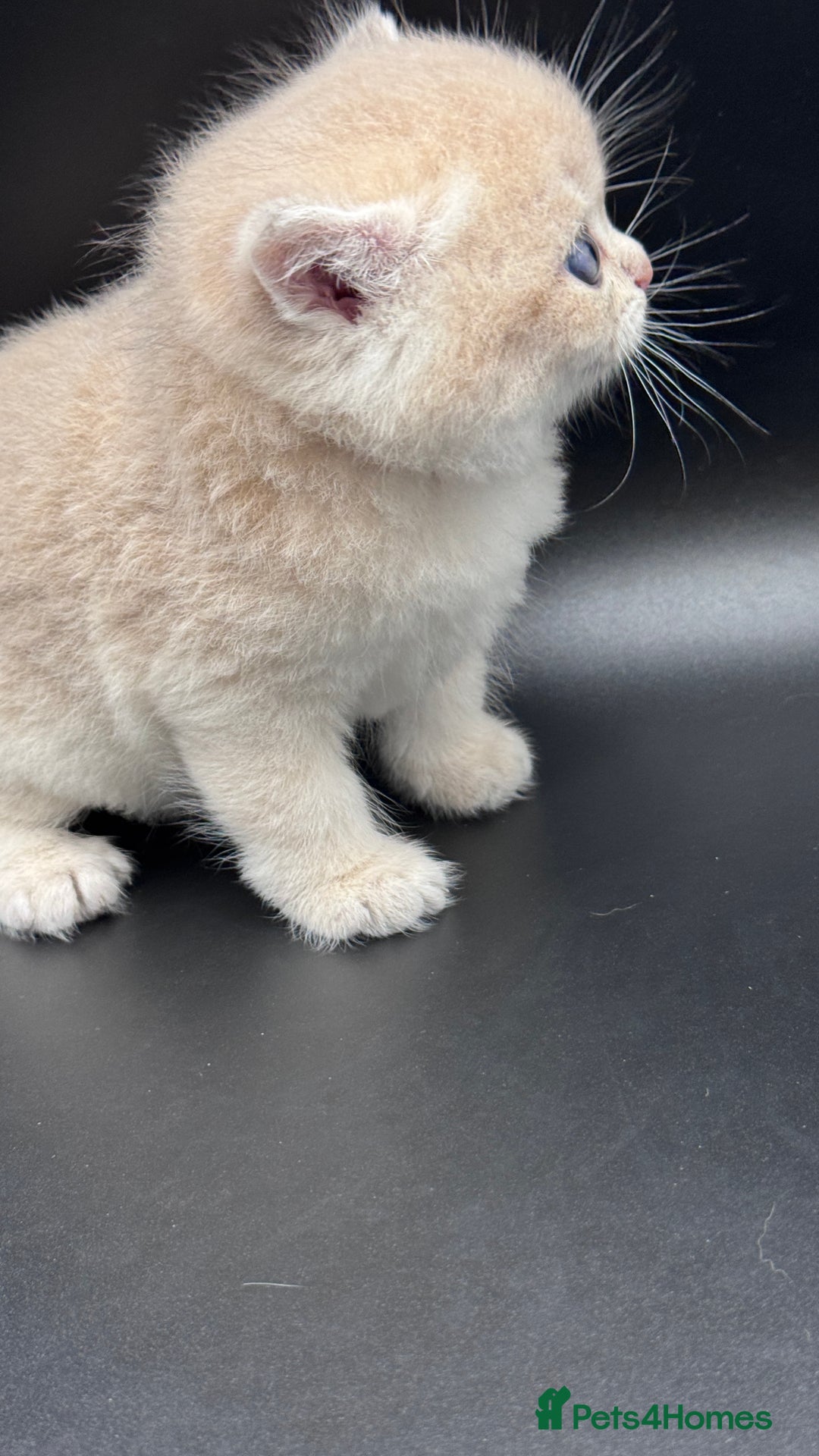 British Shorthair cats for sale: BSH GCCF GOLDEN AND BLUE KITTENS  - Image 7