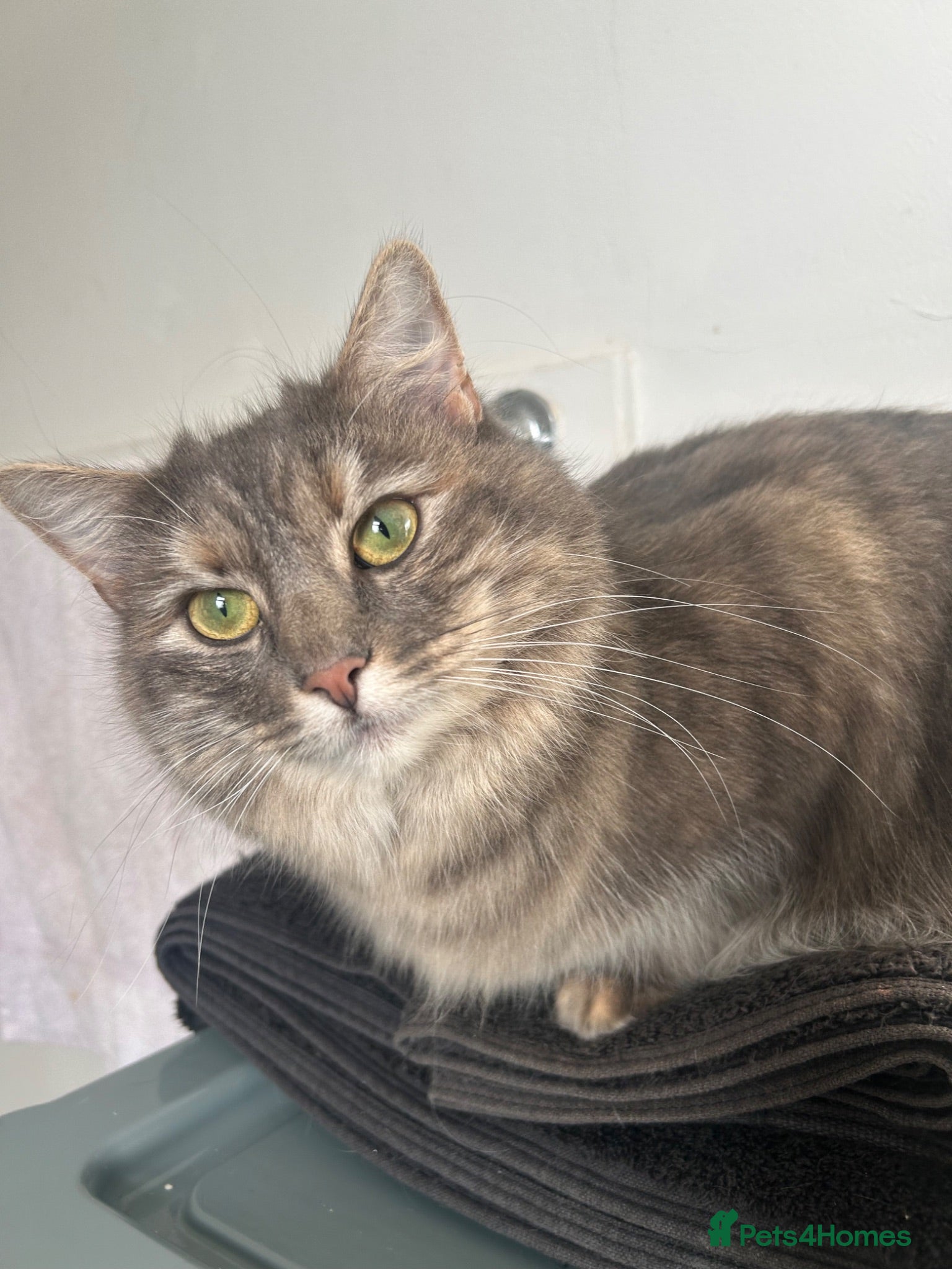 Mixed Breed cats Beautiful girl for new home  - Advert 4