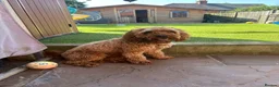 Cockapoo dogs for sale: Cockerpoo in Bolton - Advert 3