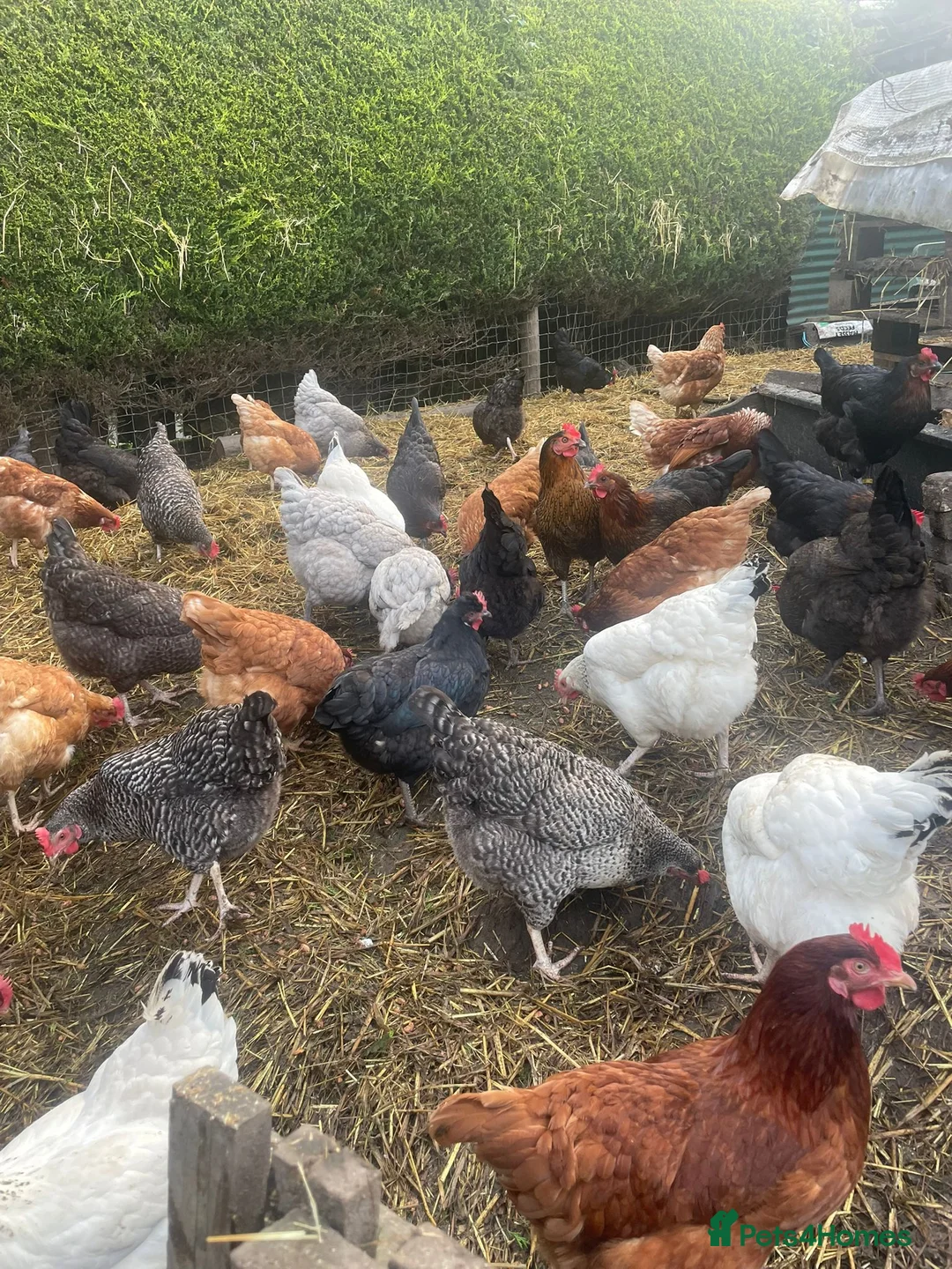 Chickens poultry for sale: Laying hens for sale - Advert 6