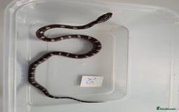 Corn Snake reptiles for sale: 6 week old baby corn snakes - Image 1