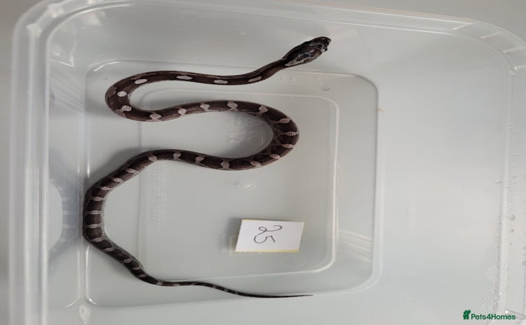 Corn Snake reptiles - Advert 11