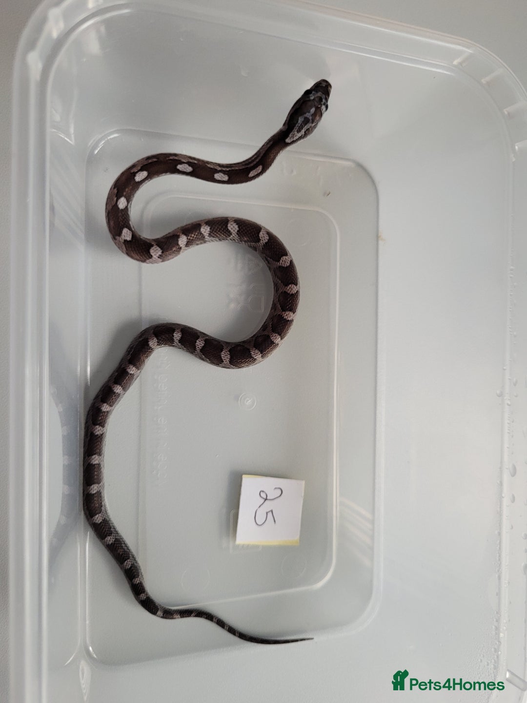 Corn Snake reptiles for sale: 6 week old baby corn snakes - Image 1