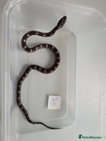 Corn Snake reptiles - Advert 15