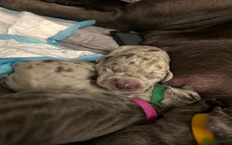 Cane Corso dogs for sale: Cane Corso Puppies  - Image 3