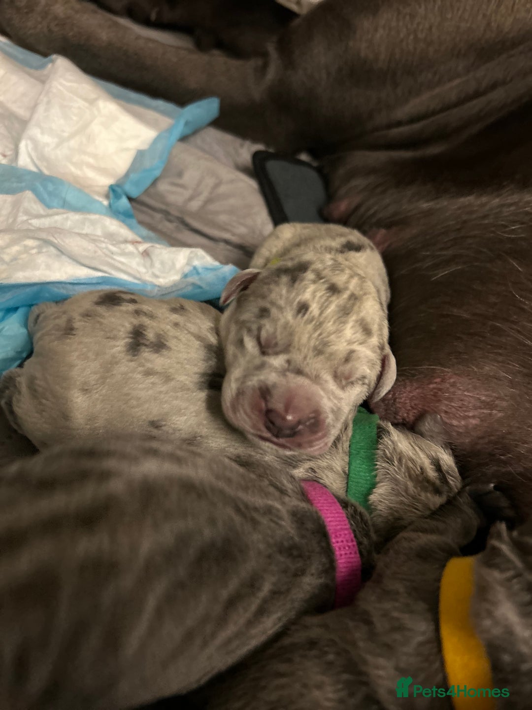 Cane Corso dogs for sale: Cane Corso Puppies  - Image 3