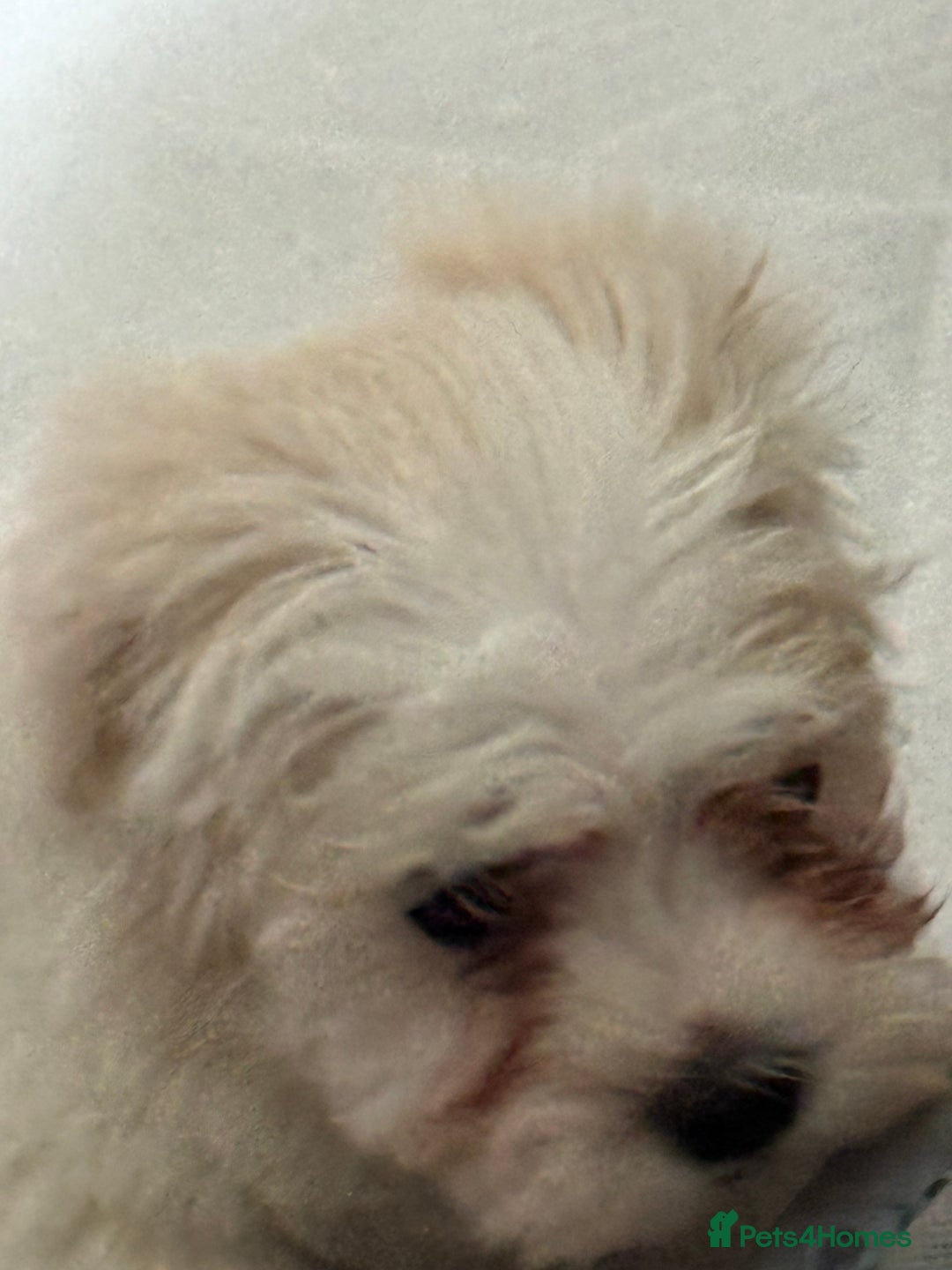 Maltese dogs for sale: Beautiful Maltese puppies ready to go. - Image 9