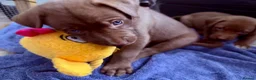 Mixed Breed dogs for sale: Gorgeous Siberian Shepsky x Weimaraner Puppies  - Advert 25