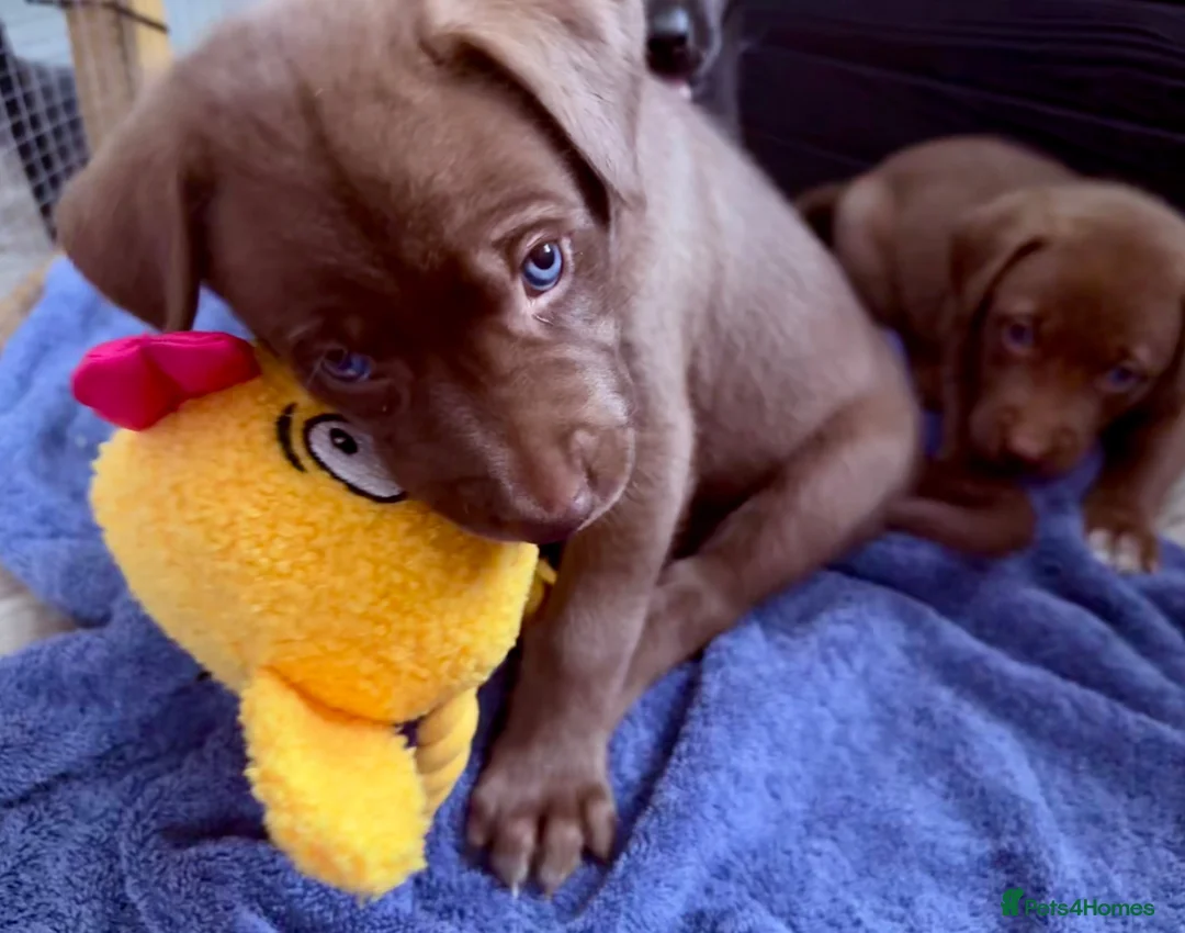 Mixed Breed dogs for sale: Gorgeous Siberian Shepsky x Weimaraner Puppies  - Advert 25