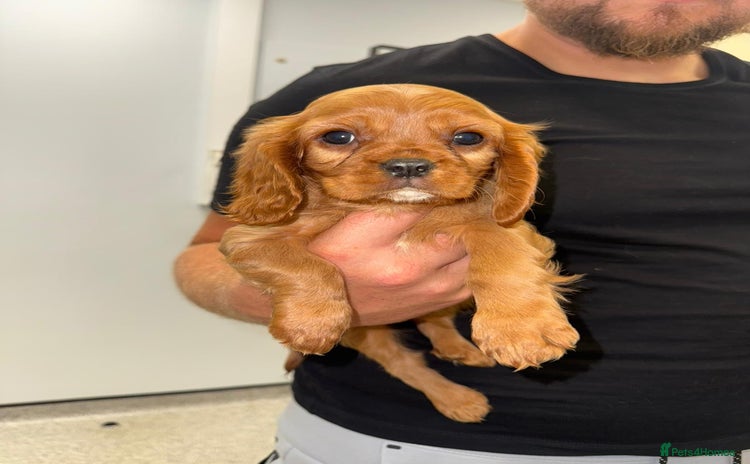Cavalier King Charles Spaniel dogs - Advert 4