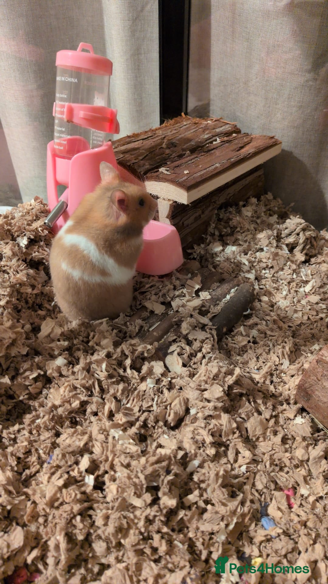 Hamster rodents for sale: Syrian Hamster - Advert 7