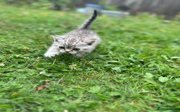 Scottish Fold cats for sale: Scotish fold kittens  - Image 16