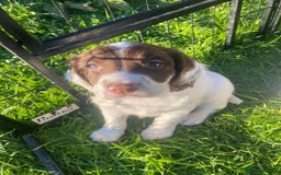 English Springer Spaniel dogs for sale: KC Working bred English Springer Spaniel pups - Image 4
