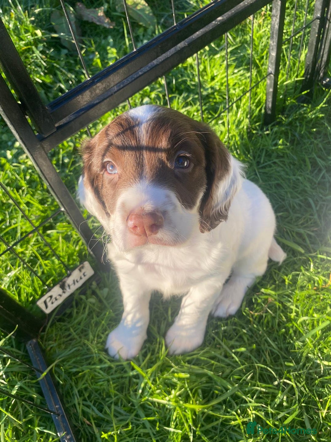 English Springer Spaniel dogs for sale: KC Working bred English Springer Spaniel pups - Image 4