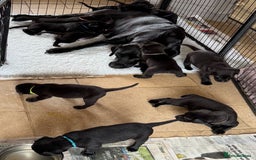 Labrador Retriever dogs for sale: Gorgeous Pure Black Labrador Puppies. KC Reg. - Image 2
