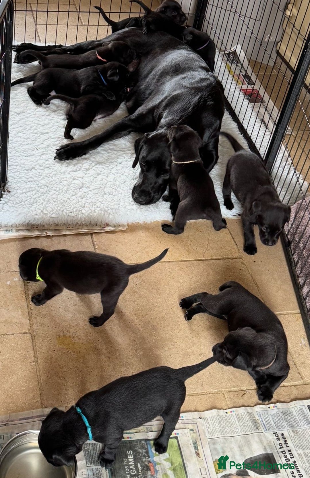 Labrador Retriever dogs for sale: Gorgeous Pure Black Labrador Puppies. KC Reg. - Image 2